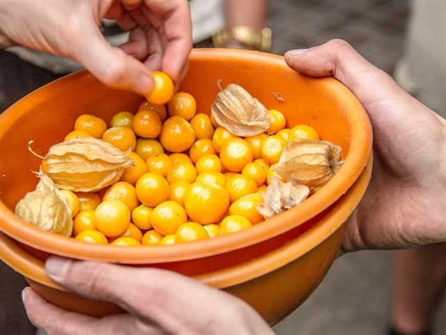 Uchuva Also known as the cape gooseberry fruit, the little golden uchuva berries are one of the latest superfood crazes, and with good reason: a 100g (four-o...