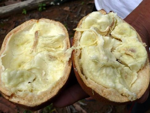 Copoazú Copoazú is yet another amazing, nutritious fruit from the Amazon regions of Colombia, and contains high levels of Vitamin C, as well as pectin,...